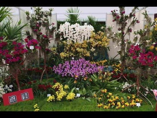 Gb ts march-fleurs-orchid-es