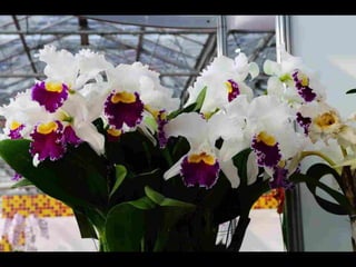 Gb ts march-fleurs-orchid-es