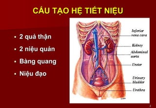 2
CẤU TẠO HỆ TIẾT NIỆU
 2 quả thận
 2 niệu quản
 Bàng quang
 Niệu đạo
 