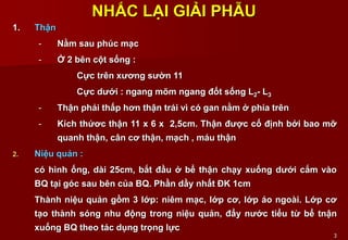 3
NHẮC LẠI GIẢI PHẪU
1. Thận
- Nằm sau phúc mạc
- Ở 2 bên cột sống :
Cực trên xương sườn 11
Cực dưới : ngang mõm ngang đốt sống L2- L3
- Thận phải thấp hơn thận trái vì có gan nằm ở phía trên
- Kích thứơc thận 11 x 6 x 2,5cm. Thận được cố định bởi bao mỡ
quanh thận, cân cơ thận, mạch , máu thận
2. Niệu quản :
có hình ống, dài 25cm, bắt đầu ở bể thận chạy xuống dưới cắm vào
BQ tại góc sau bên của BQ. Phần dầy nhất ĐK 1cm
Thành niệu quản gồm 3 lớp: niêm mạc, lớp cơ, lớp áo ngoài. Lớp cơ
tạo thành sóng nhu động trong niệu quản, đẩy nước tiểu từ bể tnận
xuống BQ theo tác dụng trọng lực
 
