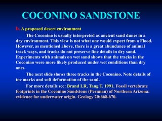 COCONINO SANDSTONE
b. A proposed desert environment
The Coconino is usually interpreted as ancient sand dunes in a
dry environment. This view is not what one would expect from a Flood.
However, as mentioned above, there is a great abundance of animal
track ways, and tracks do not preserve fine details in dry sand.
Experiments with animals on wet sand shows that the tracks in the
Coconino were more likely produced under wet conditions than dry
ones.
The next slide shows three tracks in the Coconino. Note details of
toe marks and soft deformation of the sand.
For more details see: Brand LR, Tang T. 1991. Fossil vertebrate
footprints in the Coconino Sandstone (Permian) of Northern Arizona:
evidence for underwater origin. Geology 20:668-670.
 