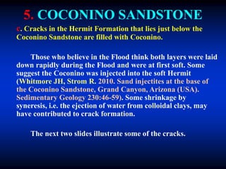 5. COCONINO SANDSTONE
c. Cracks in the Hermit Formation that lies just below the
Coconino Sandstone are filled with Coconino.
Those who believe in the Flood think both layers were laid
down rapidly during the Flood and were at first soft. Some
suggest the Coconino was injected into the soft Hermit
(Whitmore JH, Strom R. 2010. Sand injectites at the base of
the Coconino Sandstone, Grand Canyon, Arizona (USA).
Sedimentary Geology 230:46-59). Some shrinkage by
syneresis, i.e. the ejection of water from colloidal clays, may
have contributed to crack formation.
The next two slides illustrate some of the cracks.
 