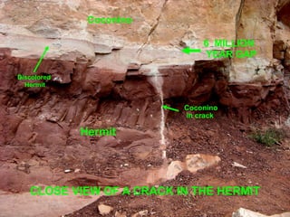 6 MILLION
YEAR GAP
Coconino
Discolored
Hermit
Hermit
Coconino
in crack
CLOSE VIEW OF A CRACK IN THE HERMIT
 