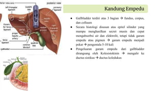 ● Gallbladder terdiri atas 3 bagian  fundus, corpus,
dan colluum
● Secara histologi disusun atas epitel silinder yang
mampu menghasilkan secret musin dan cepat
mengabsorbsi air dan elektrolit, tetapi tidak garam
empedu atau pigmen  garam empedu menjadi
pekat  pengentala 5-10 kali
● Pengeluaran garam empedu dari gallbladder
dirangsang oleh Kolesistokinin  mengalir ke
ductus sistikus  ductus koledukus
Kandung Empedu
 