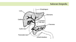 Saluran Empedu
 