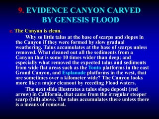 9. EVIDENCE CANYON CARVED
BY GENESIS FLOOD
c. The Canyon is clean.
Why so little talus at the base of scarps and slopes in
the Canyon if they were formed by slow gradual
weathering. Talus accumulates at the base of scarps unless
removed. What cleaned out all the sediments from a
Canyon that is some 10 times wider than deep; and
especially what removed the expected talus and sediments
from wide flat areas such as the Tonto platforms in the east
Grand Canyon, and Esplanade platforms in the west, that
are sometimes over a kilometer wide? The Canyon looks
more like a major cleanout by receding Flood waters.
The next slide illustrates a talus slope deposit (red
arrow) in California, that came from the irregular steeper
scarp (hill) above. The talus accumulates there unless there
is a means of removal.
 