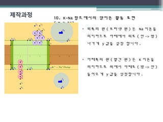 10. K-Na10. K-Na 펌프에서의 양이온 활동 표현펌프에서의 양이온 활동 표현
[[ 분극분극 01]01]
• 위쪽의 원 ( 보라색 원 ) 은 Na 이온을
의미하므로 아래에서 위로 ( 안 -> 밖 )
나가게 y 값을 설정 합니다 .
• 아래쪽의 원 ( 빨간 원 ) 은 K 이온을
의미하므로 위에서 아래로 ( 밖 -> 안 )
들어오게 y 값을 성정합니다 .
 