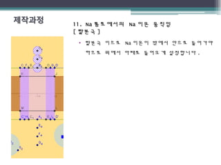 11. Na11. Na 통로에서의통로에서의 NaNa 이온 움직임이온 움직임
[[ 탈분극탈분극 ]]
• 탈분극 이므로 Na 이온이 밖에서 안으로 들어가야
하므로 위에서 아래로 들어오게 설정합니다 .
 