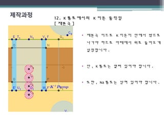 12. K12. K 통로에서의통로에서의 KK 이온 움직임이온 움직임
[[ 재분극재분극 ]]
• 재분극 이므로 K 이온이 안에서 밖으로
나가야 하므로 아래에서 위로 들어오게
설정합니다 .
• 단 , K 통로는 열려 있어야 합니다 .
• 또한 , Na 통로는 닫혀 있어야 합니다 .
 