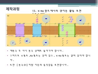 13. K-Na13. K-Na 펌프에서의 양이온 활동 표현펌프에서의 양이온 활동 표현
[[ 분극분극 02]02]
• 재분극 후 다시 분극 상태로 돌아가야 합니다 .
• 그러므로 K 통로 ,Na 통로는 닫혀 있고 , K-Na 통로는 열려 있어야 합니
다 .
• 또한 [ 분극 01] 처럼 이온의 움직임을 표현합니다 .
 