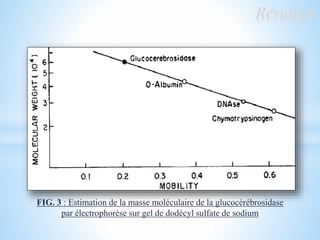Résultats
FIG. 3 : Estimation de la masse moléculaire de la glucocérébrosidase
par électrophorèse sur gel de dodécyl sulfate de sodium
 