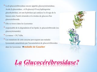 * La β-glucocérébrosidase encore appelée glucosylcéramidase,
Acide β-glucosidase , et D-glucosyl-N-acylsphingosine
glucohydrolase, est une hydrolase qui catalyse le clivage de la
liaison entre l'unité céramide et le résidus de glucose d'un
glucocérébroside.
* Elle se trouve dans les lysosomes
* responsable de la dégradation d’un lipide, le glucocérébroside (ou
glucosylcéramide).
* La masse = 59,7 kDa.
* Les mutations de cette enzyme provoquent une maladie
lysosomale caractérisée par l'accumulation de glucocérébrosides
dans les lysosomes maladie de Gaucher
La Glucocérébrosidase?
 