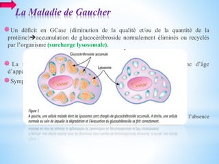 La Maladie de Gaucher
Un déficit en GCase (diminution de la qualité et/ou de la quantité de la
protéine)accumulation de glucocérébroside normalement éliminés ou recyclés
par l’organisme (surcharge lysosomale).
 La maladie classée en trois types ayant des différences en terme d’âge
d’apparition et de gravité : {I (95 sur100 cas) II et III}
Symptomatologie:
Une sensation de fatigue
une augmentation de volume du ventre,
des douleurs des os et des saignements du nez
des gencives ainsi que des bleus (hématomes) qui apparaissent en l’absence
de traumatisme.
 