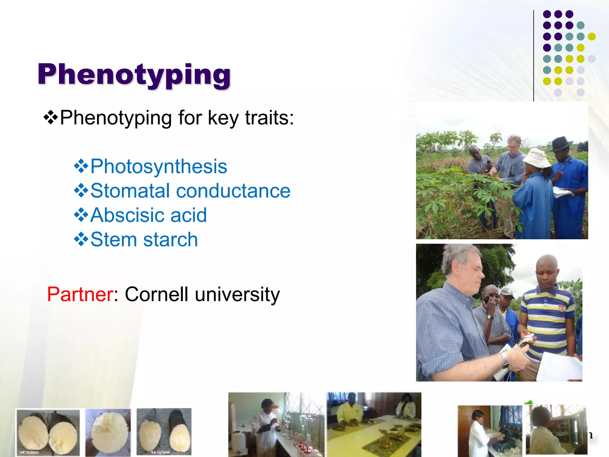 Phenotyping
Phenotyping for key traits:
Photosynthesis
Stomatal conductance
Abscisic acid
Stem starch
Partner: Cornell university
 