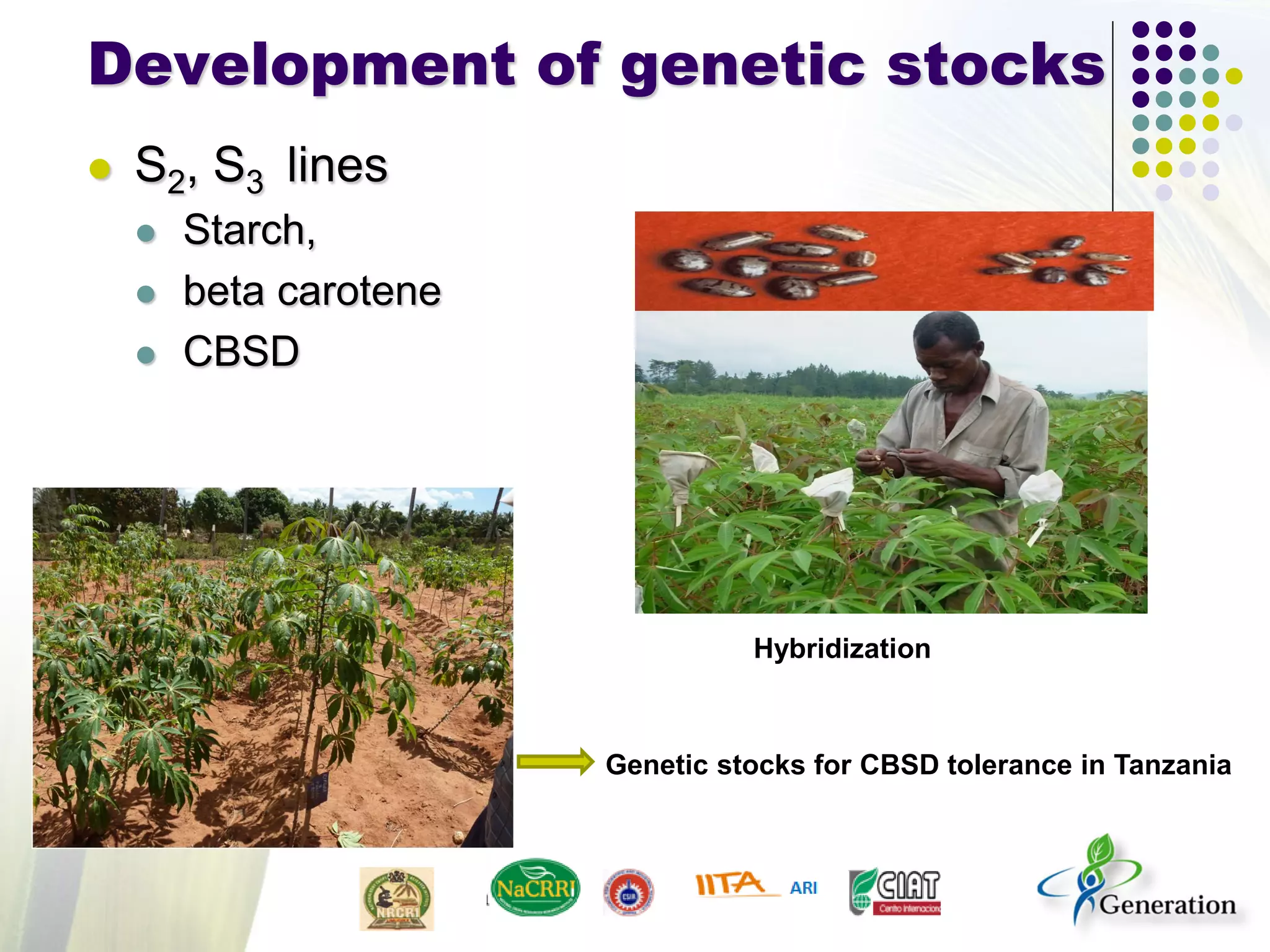 Development of genetic stocks
 S2, S3 lines
 Starch,
 beta carotene
 CBSD
Genetic stocks for CBSD tolerance in Tanzania
Hybridization
 