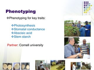 Phenotyping
Phenotyping for key traits:
Photosynthesis
Stomatal conductance
Abscisic acid
Stem starch
Partner: Cornell university
 