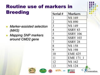 Routine use of markers in
Breeding
 Marker-assisted selection
(MAS)
 Mapping SNP markers
around CMD2 gene
Serial # Markers
1 NS 169
2 NS 890
3 NS 149
4 SSRY 83
5 SSRY 106
6 SSRY 103
7 SSRY 28
8 NS 158
9 NS 198
10 EME 425
11 EME 171_1
12 NS 162
13 NS 124
 