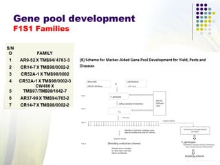 Gene pool development
F1S1 Families
 