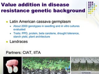 Value addition in disease
resistance genetic background
 Latin American cassava germplasm
 About 2000 genotypes in seedling and in vitro cultures
evaluated
 Traits: PPD, protein, beta carotene, drought tolerance,
starch yield, plant architecture
 Landraces
Partners: CIAT, IITA
 