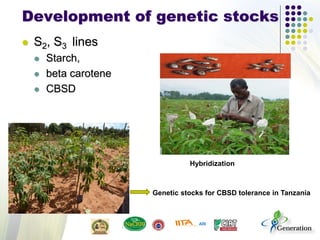 Development of genetic stocks
 S2, S3 lines
 Starch,
 beta carotene
 CBSD
Genetic stocks for CBSD tolerance in Tanzania
Hybridization
 