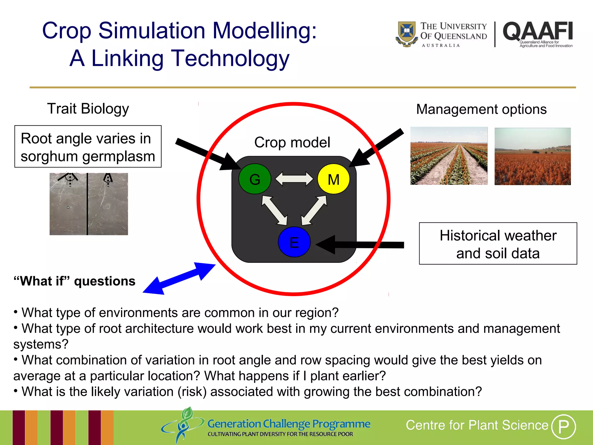 Working together with the
Queensland Government
“What if” questions
• What type of environments are common in our region?
• What type of root architecture would work best in my current environments and management
systems?
• What combination of variation in root angle and row spacing would give the best yields on
average at a particular location? What happens if I plant earlier?
• What is the likely variation (risk) associated with growing the best combination?
Root angle varies in
sorghum germplasm
Trait Biology
G
E
M
Crop model
Historical weather
and soil data
Management options
Crop Simulation Modelling:
A Linking Technology
 