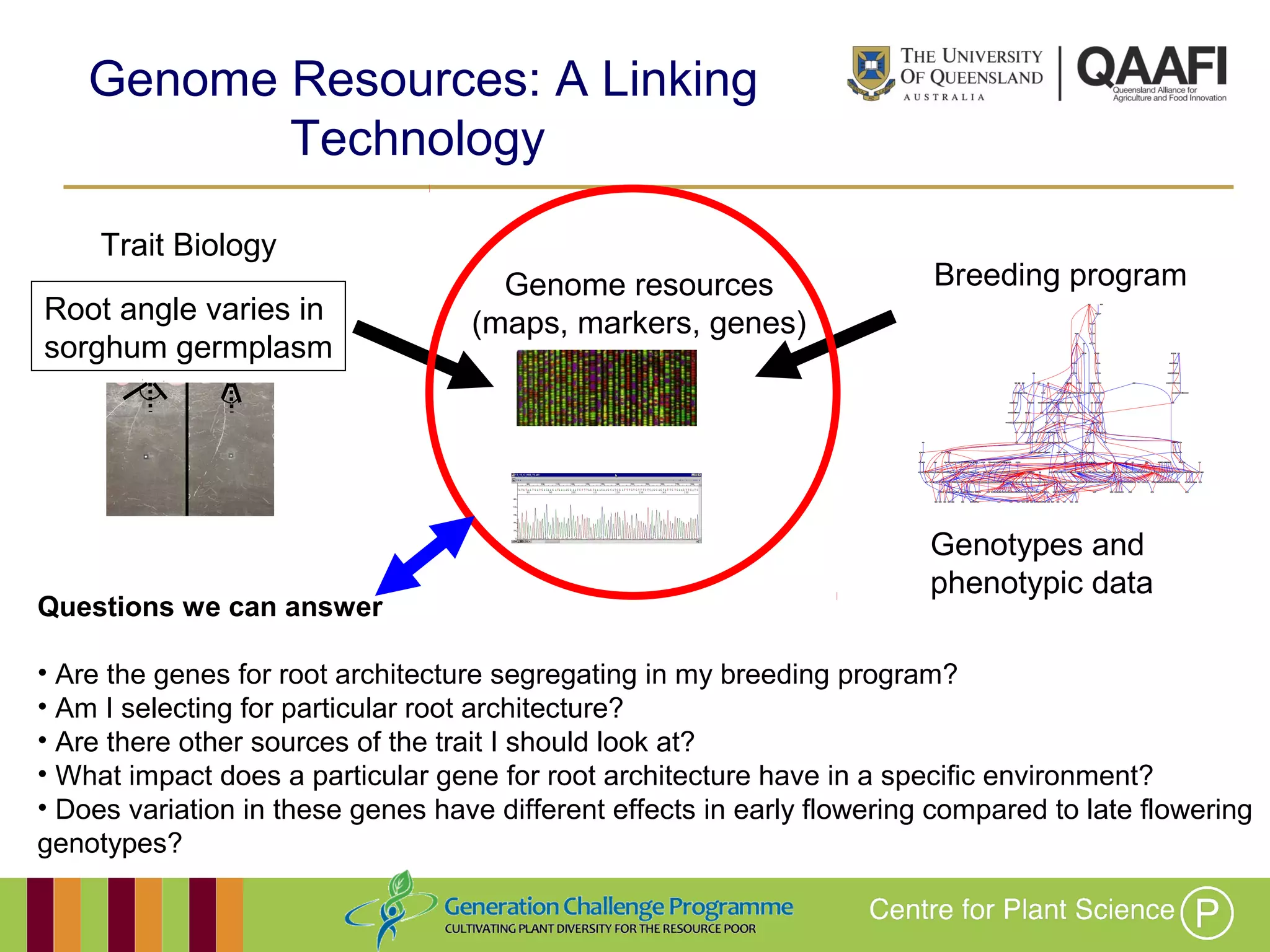 Working together with the
Queensland Government
Genome Resources: A Linking
Technology
Root angle varies in
sorghum germplasm
Trait Biology
Genome resources
(maps, markers, genes)
Breeding program
Genotypes and
phenotypic data
Questions we can answer
• Are the genes for root architecture segregating in my breeding program?
• Am I selecting for particular root architecture?
• Are there other sources of the trait I should look at?
• What impact does a particular gene for root architecture have in a specific environment?
• Does variation in these genes have different effects in early flowering compared to late flowering
genotypes?
 