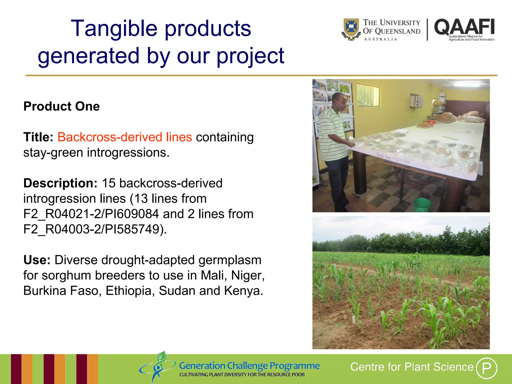 Working together with the
Queensland Government
Product One
Title: Backcross-derived lines containing
stay-green introgressions.
Description: 15 backcross-derived
introgression lines (13 lines from
F2_R04021-2/PI609084 and 2 lines from
F2_R04003-2/PI585749).
Use: Diverse drought-adapted germplasm
for sorghum breeders to use in Mali, Niger,
Burkina Faso, Ethiopia, Sudan and Kenya.
Tangible products
generated by our project
 