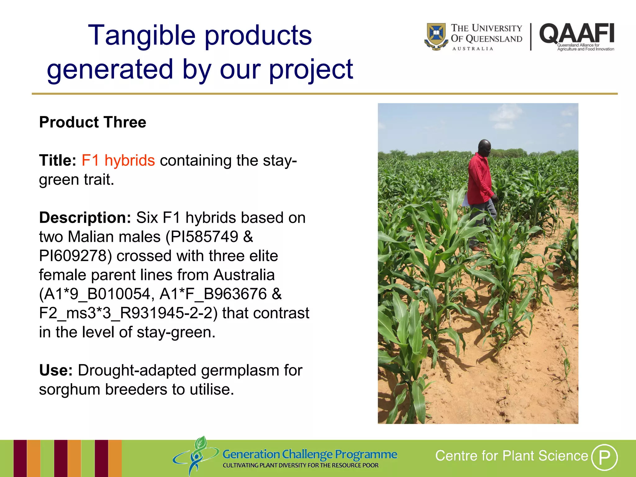 Working together with the
Queensland Government
Product Three
Title: F1 hybrids containing the stay-
green trait.
Description: Six F1 hybrids based on
two Malian males (PI585749 &
PI609278) crossed with three elite
female parent lines from Australia
(A1*9_B010054, A1*F_B963676 &
F2_ms3*3_R931945-2-2) that contrast
in the level of stay-green.
Use: Drought-adapted germplasm for
sorghum breeders to utilise.
Tangible products
generated by our project
 