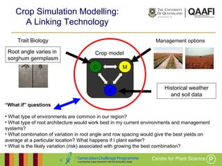 Working together with the
Queensland Government
“What if” questions
• What type of environments are common in our region?
• What type of root architecture would work best in my current environments and management
systems?
• What combination of variation in root angle and row spacing would give the best yields on
average at a particular location? What happens if I plant earlier?
• What is the likely variation (risk) associated with growing the best combination?
Root angle varies in
sorghum germplasm
Trait Biology
G
E
M
Crop model
Historical weather
and soil data
Management options
Crop Simulation Modelling:
A Linking Technology
 
