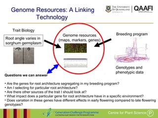 Working together with the
Queensland Government
Genome Resources: A Linking
Technology
Root angle varies in
sorghum germplasm
Trait Biology
Genome resources
(maps, markers, genes)
Breeding program
Genotypes and
phenotypic data
Questions we can answer
• Are the genes for root architecture segregating in my breeding program?
• Am I selecting for particular root architecture?
• Are there other sources of the trait I should look at?
• What impact does a particular gene for root architecture have in a specific environment?
• Does variation in these genes have different effects in early flowering compared to late flowering
genotypes?
 