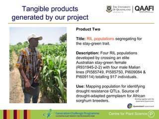 Working together with the
Queensland Government
Product Two
Title: RIL populations segregating for
the stay-green trait.
Description: Four RIL populations
developed by crossing an elite
Australian stay-green female
(R931945-2-2) with four male Malian
lines (PI585749, PI585750, PI609084 &
PI609114) totalling 917 individuals.
Use: Mapping population for identifying
drought resistance QTLs. Source of
drought-adapted germplasm for African
sorghum breeders.
Tangible products
generated by our project
 