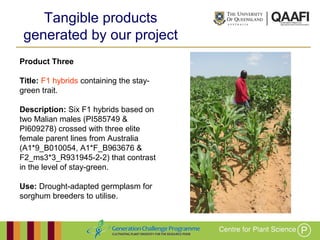 Working together with the
Queensland Government
Product Three
Title: F1 hybrids containing the stay-
green trait.
Description: Six F1 hybrids based on
two Malian males (PI585749 &
PI609278) crossed with three elite
female parent lines from Australia
(A1*9_B010054, A1*F_B963676 &
F2_ms3*3_R931945-2-2) that contrast
in the level of stay-green.
Use: Drought-adapted germplasm for
sorghum breeders to utilise.
Tangible products
generated by our project
 
