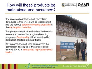 Working together with the
Queensland Government
How will these products be
maintained and sustained?
The diverse drought-adapted germplasm
developed in this project will be incorporated
into the various sorghum breeding programs
in the six targeted countries.
The germplasm will be maintained in the
seed-stores from each of the sorghum
breeding programs. Seed quality will be
sustained by increasing seed on a regular
basis.
Key drought-adapted lines arising from the
germplasm developed in this project could
also be stored in centralised high-quality seed
banks.
 