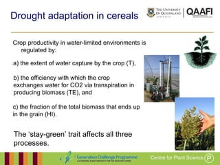 Working together with the
Queensland Government
Crop productivity in water-limited environments is
regulated by:
Drought adaptation in cereals
The ‘stay-green’ trait affects all three
processes.
a) the extent of water capture by the crop (T),
b) the efficiency with which the crop
exchanges water for CO2 via transpiration in
producing biomass (TE), and
c) the fraction of the total biomass that ends up
in the grain (HI).
 