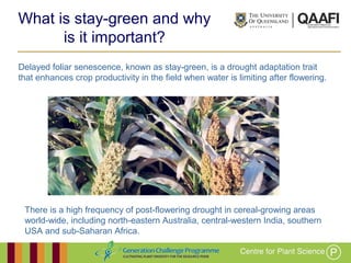 Working together with the
Queensland Government
What is stay-green and why
is it important?
There is a high frequency of post-flowering drought in cereal-growing areas
world-wide, including north-eastern Australia, central-western India, southern
USA and sub-Saharan Africa.
Delayed foliar senescence, known as stay-green, is a drought adaptation trait
that enhances crop productivity in the field when water is limiting after flowering.
 
