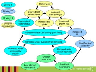 Working together with the
Queensland Government
Higher yield
Increased water use during grain filling
Increased water availability at flowering
Increased water
accessibility
(roots)
Reduced water
use at flowering
Higher plant
water status
Increased
growth rate
Increased
TE
Delayed leaf
senescence
Smaller
plant size
‘Low tillering’
mechanism
‘Small leaf’
mechanism
Modified leaf
anatomy
Driving T
Driving TE
Driving HI
Emergent
consequences
Increased N
uptake
Increased
stem strength
 