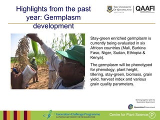 Working together with the
Queensland Government
Highlights from the past year:
Germplasm development
Stay-green enriched germplasm is
currently being evaluated in six
African countries (Mali, Burkina
Faso, Niger, Sudan, Ethiopia &
Kenya).
The germplasm will be phenotyped
for phenology, plant height,
tillering, stay-green, biomass, grain
yield, harvest index and various
grain quality parameters.
 