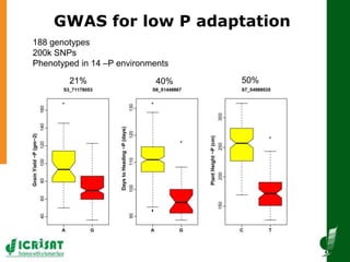 GWAS for low P adaptation
21% 40% 50%
188 genotypes
200k SNPs
Phenotyped in 14 –P environments
 