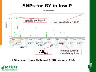 SNPs for GY in low P
similar to Sucrose-
phosphate synthaseAltSB
specific low P SNP
non-specific low P SNP
LD between thes...