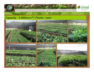 Capacity : 5 Millions F1 Plants / year
 