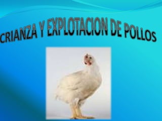 CRIANZA Y EXPLOTACION DE POLLOS 