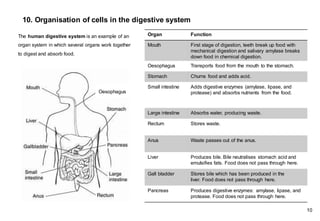 10. Organisation of cells in the digestive system
The human digestive system is an example of an
organ system in which several organs work together
to digest and absorb food.
Organ Function
Mouth First stage of digestion, teeth break up food with
mechanical digestion and salivary amylase breaks
down food in chemical digestion.
Oesophagus Transports food from the mouth to the stomach.
Stomach Churns food and adds acid.
Small intestine Adds digestive enzymes (amylase, lipase, and
protease) and absorbs nutrients from the food.
Large intestine Absorbs water, producing waste.
Rectum Stores waste.
Anus Waste passes out of the anus.
Liver Produces bile. Bile neutralises stomach acid and
emulsifies fats. Food does not pass through here.
Gall bladder Stores bile which has been produced in the
liver. Food does not pass through here.
Pancreas Produces digestive enzymes: amylase, lipase, and
protease. Food does not pass through here.
Oesophagus
10
 