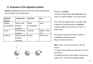 Digestive
Enzyme
Produced by Converts… Into…
Amylase
(carbohydrase)
Mouth, small
intestine,
pancreas
Starch
(carbohydrate)
Sugar
Lipase Small intestine,
pancreas
Lipid (fat) Glycerol + fatty
acid
Protease Stomach, small
intestine,
pancreas
Protein Amino acids
11. Enzymes in the digestive system
Enzymes are specific.
They have a specific shape (the active site) which
works on a specific substrate – like a lock and key.
If the active site changes shape, it no longer works.
Changes in pH and temperature can denature –
change the shape of the active site - so that it no
longer works.
The products of digestion are used to build new
carbohydrates, lipids and proteins.
Glucose can also be respired.
Bile is made in the liver and is stored in the gall
bladder.
It is alkaline and neutralises the hydrochloric acid from
the stomach.
It emulsifies fat to form small droplets, increasing the
surface area. This makes fat digestion quicker.
Digestive enzymes break down food into small soluble molecules that
can be absorbed into the blood stream.
11
 