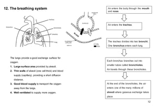 Air enters the body through the mouth
and nose.
Air enters the trachea.
The trachea divides into two bronchi.
One bronchus enters each lung.
Each bronchus branches out into
smaller tubes called bronchioles.
Air travels through these bronchioles.
At the end of the bronchioles, the air
enters one of the many millions of
alveoli where gaseous exchange takes
place
12. The breathing system
The lungs provide a good exchange surface for
oxygen:
1. Large surface area provided by alveoli​.
2. Thin walls of alveoli (one cell thick) and blood
supply (capillary), providing a short diffusion
distance​.
3. Good blood supply to transport the oxygen
away from the lungs​.
4. Well ventilated to supply more oxygen.
12
 