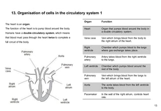 13. Organisation of cells in the circulatory system 1
The heart is an organ.
The function of the heart is to pump blood around the body.
Humans have a double circulatory system, which means
that blood must pass through the heart twice to complete a
full circuit of the body.
Organ Function
Heart Organ that pumps blood around the body in
a double circulatory system.
Vena cava Vein which brings blood from the body to
the right atrium of the heart.
Right
ventricle
Chamber which pumps blood to the lungs
where gas exchange takes place.
Pulmonary
artery
Artery takes blood from the right ventricle
to the lungs.
Left ventricle Chamber which pumps blood around the
rest of the body
Pulmonary
vein
Vein which brings blood from the lungs to
the left atrium of the heart.
Aorta The aorta takes blood from the left ventricle
to the body.
Pacemaker In the wall of the right atrium, controls heart
rate.
13
 