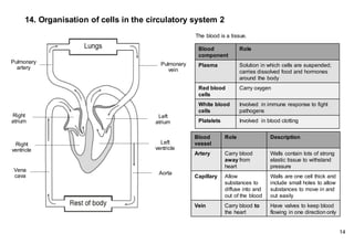 14. Organisation of cells in the circulatory system 2
The blood is a tissue.
14
Vena
cava
Right
atrium
Right
ventricle
Pulmonary
artery
Pulmonary
vein
Left
atrium
Left
ventricle
Aorta
Blood
vessel
Role Description
Artery Carry blood
away from
heart
Walls contain lots of strong
elastic tissue to withstand
pressure
Capillary Allow
substances to
diffuse into and
out of the blood
Walls are one cell thick and
include small holes to allow
substances to move in and
out easily
Vein Carry blood to
the heart
Have valves to keep blood
flowing in one direction only
Blood
component
Role
Plasma Solution in which cells are suspended;
carries dissolved food and hormones
around the body
Red blood
cells
Carry oxygen
White blood
cells
Involved in immune response to fight
pathogens
Platelets Involved in blood clotting
 