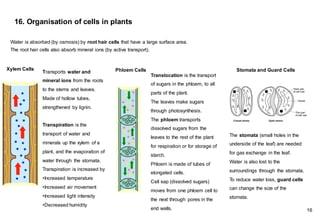 16. Organisation of cells in plants
Transports water and
mineral ions from the roots
to the stems and leaves.
Made of hollow tubes,
strengthened by lignin.
Transpiration is the
transport of water and
minerals up the xylem of a
plant, and the evaporation of
water through the stomata.
Transpiration is increased by
•Increased temperature
•Increased air movement
•Increased light intensity
•Decreased humidity
Translocation is the transport
of sugars in the phloem, to all
parts of the plant.
The leaves make sugars
through photosynthesis.
The phloem transports
dissolved sugars from the
leaves to the rest of the plant
for respiration or for storage of
starch.
Phloem is made of tubes of
elongated cells.
Cell sap (dissolved sugars)
moves from one phloem cell to
the next through pores in the
end walls. 16
Water is absorbed (by osmosis) by root hair cells that have a large surface area.
The root hair cells also absorb mineral ions (by active transport).
Xylem Cells
The stomata (small holes in the
underside of the leaf) are needed
for gas exchange in the leaf.
Water is also lost to the
surroundings through the stomata.
To reduce water loss, guard cells
can change the size of the
stomata.
Phloem Cells Stomata and Guard Cells
 