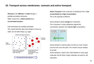 Active Transport is the movement of substances from a low
concentration to a high concentration.
This is the opposite of diffusion.
Active transport needs energy from respiration.
This is because it moves substances against the
concentration gradient; from low to high concentration.
Active transport is used by plant root hairs to move mineral
ions from the soil to the plant. The mineral ions are needed
for growth.
Active transport is used in the small intestine to move sugar
molecules into the blood. Sugar molecules are used for cell
respiration.
Osmosis is the diffusion of water through a
partially permeable membrane.
Water moves from a dilute solution to a
concentrated solution.
Cell membranes are partially permeable.
This means that they allow some things to cross e.g.
water, but not other things e.g. sugar.
25. Transport across membranes: osmosis and active transport
25
 