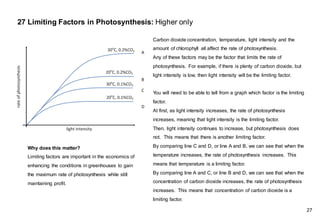 Carbon dioxide concentration, temperature, light intensity and the
amount of chlorophyll all affect the rate of photosynthesis.
Any of these factors may be the factor that limits the rate of
photosynthesis. For example, if there is plenty of carbon dioxide, but
light intensity is low, then light intensity will be the limiting factor.
You will need to be able to tell from a graph which factor is the limiting
factor.
At first, as light intensity increases, the rate of photosynthesis
increases, meaning that light intensity is the limiting factor.
Then, light intensity continues to increase, but photosynthesis does
not. This means that there is another limiting factor.
By comparing line C and D, or line A and B, we can see that when the
temperature increases, the rate of photosynthesis increases. This
means that temperature is a limiting factor.
By comparing line A and C, or line B and D, we can see that when the
concentration of carbon dioxide increases, the rate of photosynthesis
increases. This means that concentration of carbon dioxide is a
limiting factor.
A
B
C
D
27 Limiting Factors in Photosynthesis: Higher only
Why does this matter?
Limiting factors are important in the economics of
enhancing the conditions in greenhouses to gain
the maximum rate of photosynthesis while still
maintaining profit.
27
 