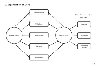 Mitochondria
Cytoplasm
Nucleus
ANIMAL CELL PLANT CELL
Cell wall
Chloroplasts
Permanent
vacuole
Cell membrane
Ribosomes
2. Organisation of Cells
These three occur only in
plant cells:
2
 